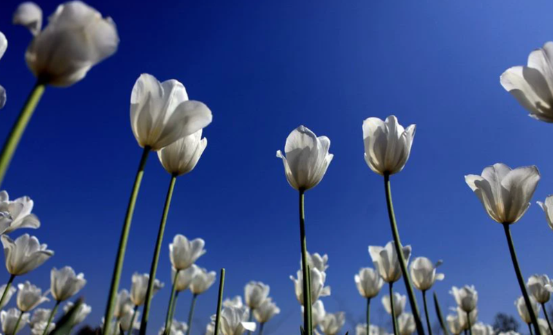 Ảnh nền máy tính hoa Tulip màu trắng