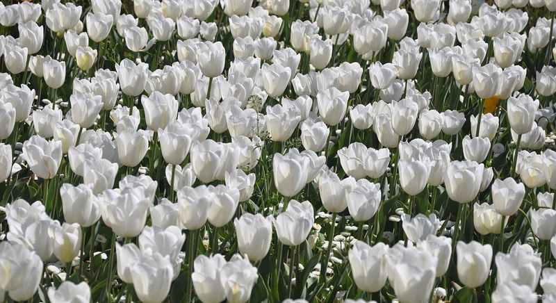 Hoa Tulip trắng thường tượng trưng ngây thơ