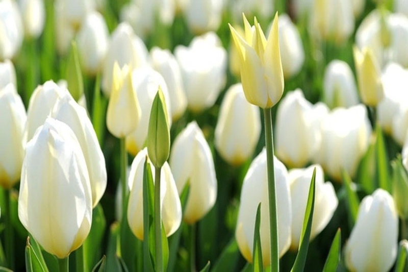 hinh-nen-may-tinh-hoa-tulip-6.jpg