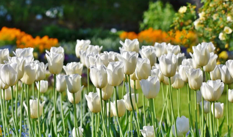 Top ảnh nền máy tính hoa Tulip màu trắng