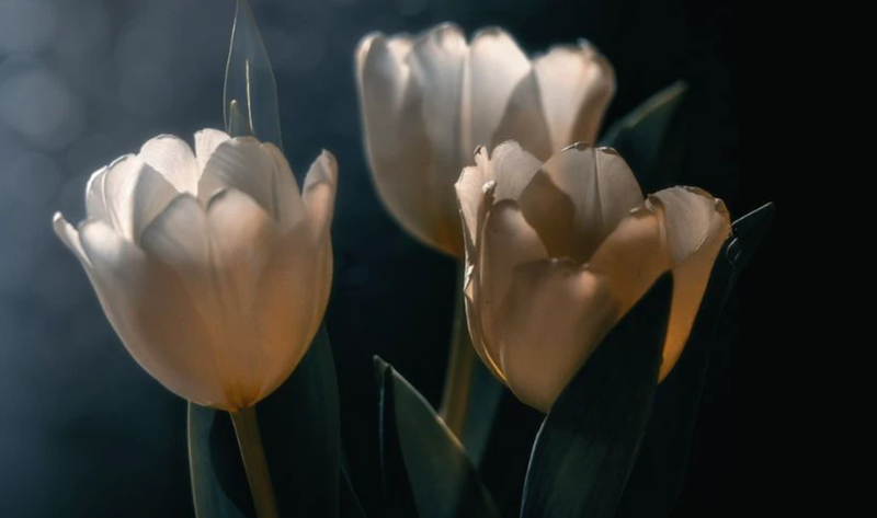 Hoa Tulip trắng thường tượng trưng cho sự tinh khiế