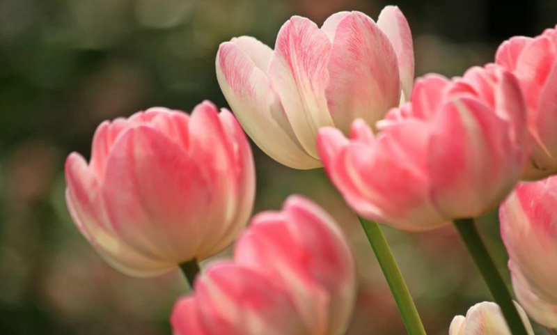 Nhiều mẫu nền máy tính hoa Tulip màu hồng