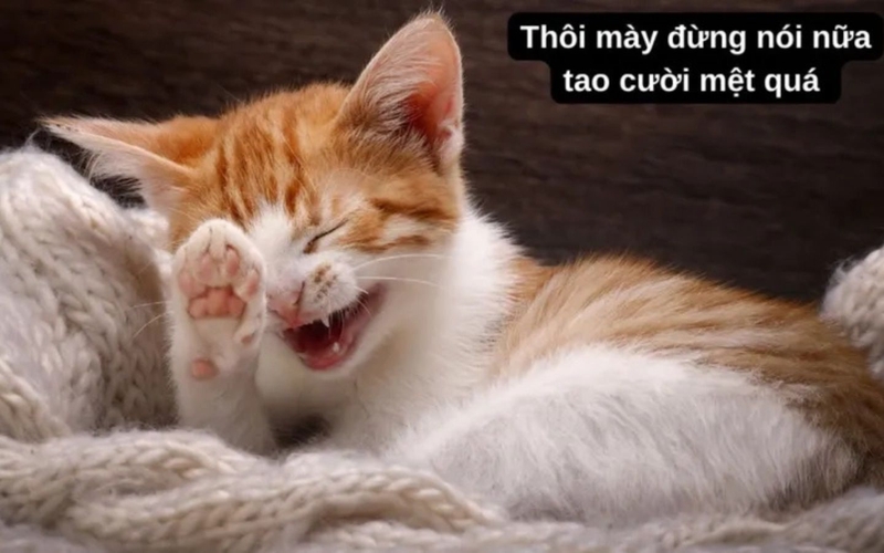 hình nền meme hài hình 1