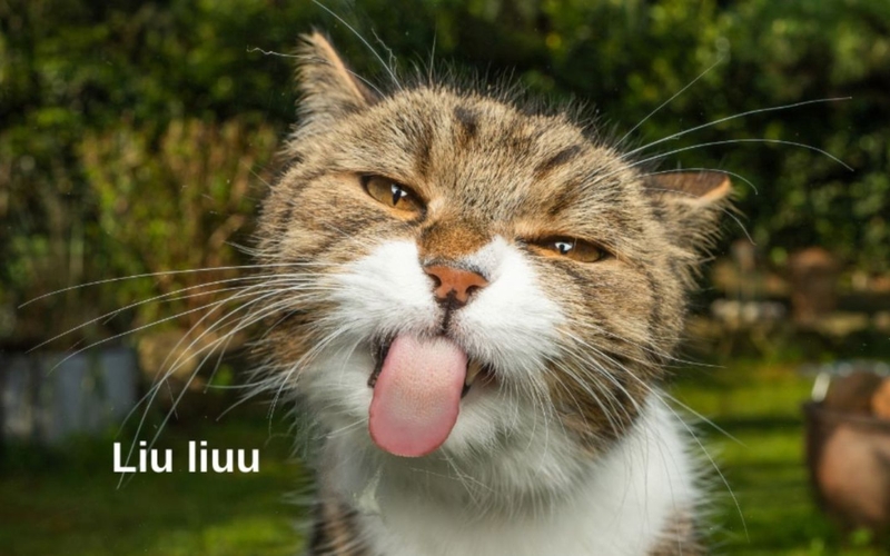 hình nền meme hài hình 2