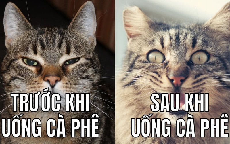 hình nền meme hài hình 3
