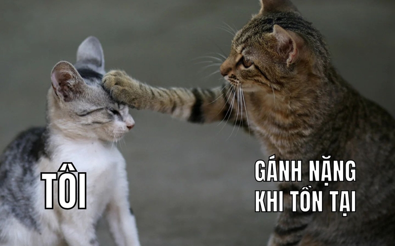 hình nền meme hài hình 4