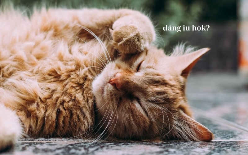 hình nền meme hài hình 5