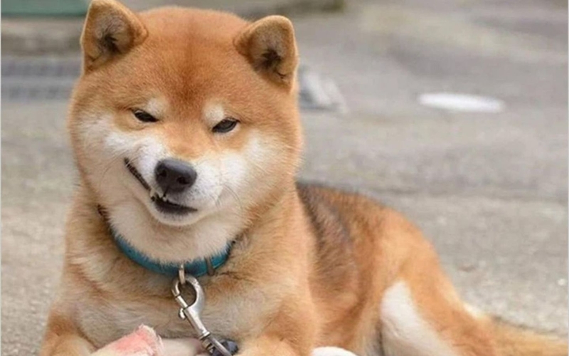 hình nền meme hài hình 7