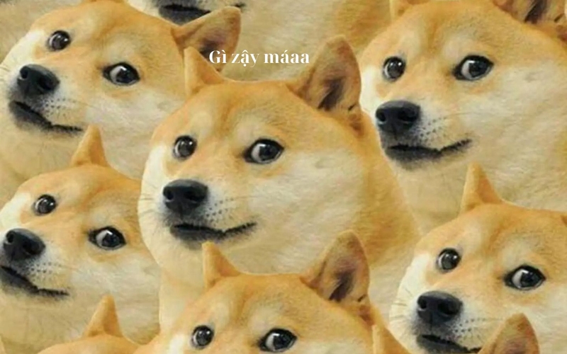 hình nền meme hài hình 8