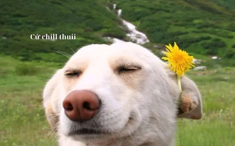 hình nền meme hài hình 9
