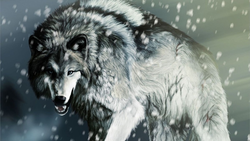 Hình nền sói ảnh 50