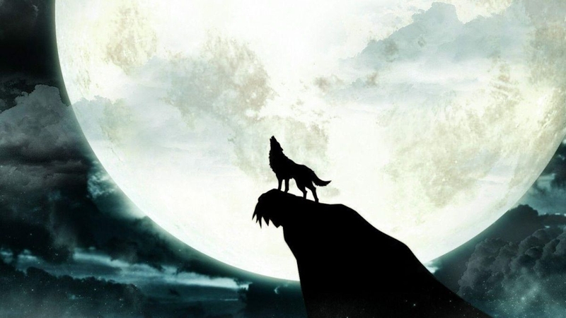 Hình nền sói ảnh 53