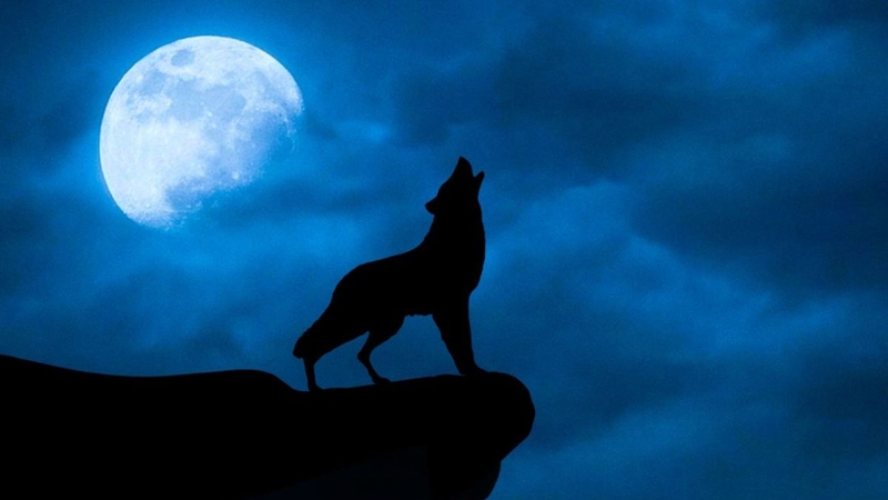 Hình nền sói ảnh 54