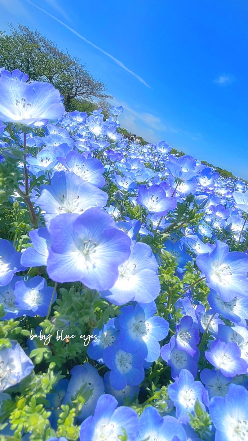 hình nền Xiaomi hình 12