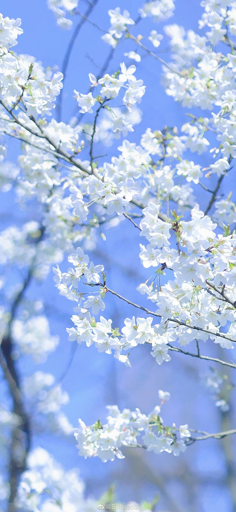 hình nền Xiaomi hình 13