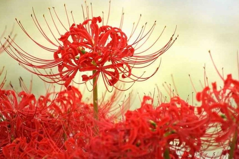 Hoa bỉ ngạn đỏ: Biểu tượng của chia ly