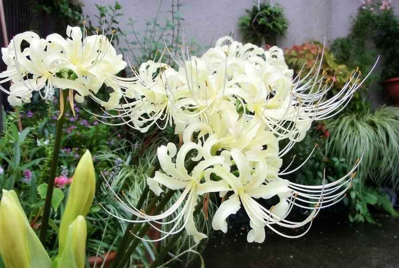 Hoa bỉ ngạn trắng: Tinh khiết và thanh cao