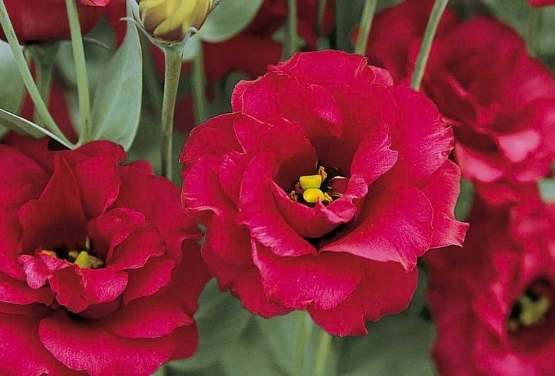 hoa cát tường ảnh 1