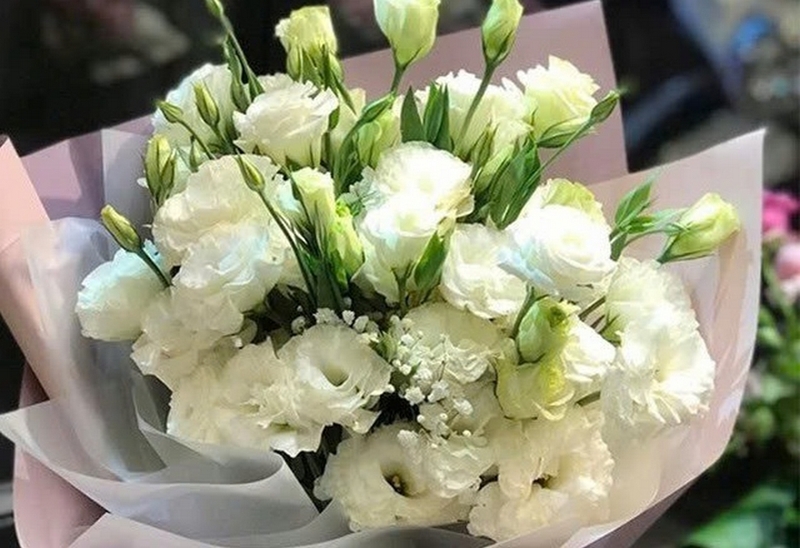 hoa cát tường ảnh 3