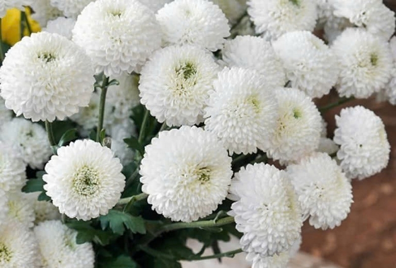 Hoa cúc trắng ảnh 3