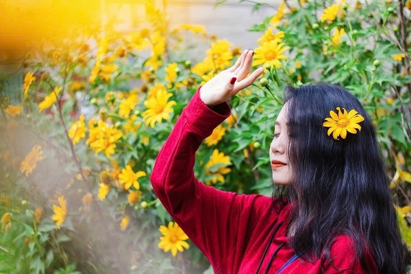 Hoa dã quỳ ảnh 3