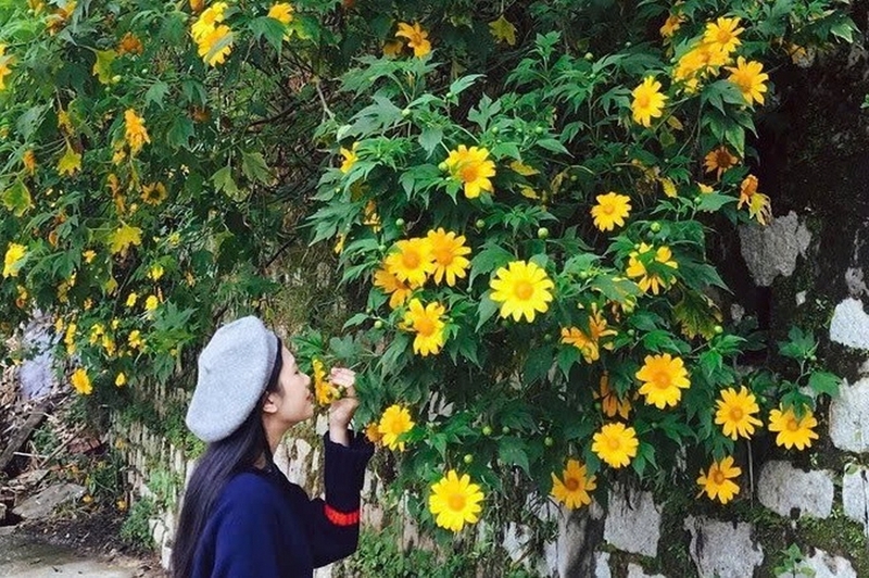 Hoa dã quỳ ảnh 5