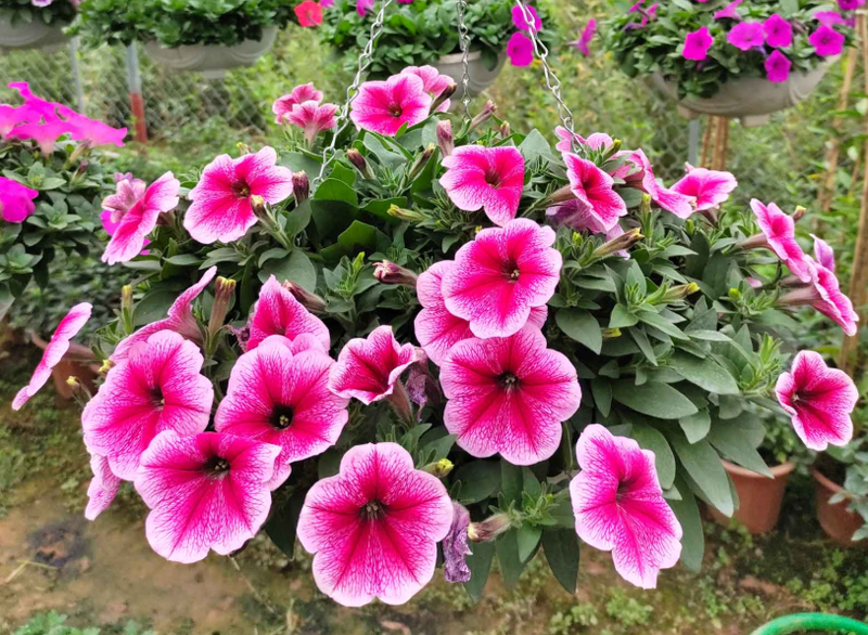 hoa dạ yến thảo (hình 3)