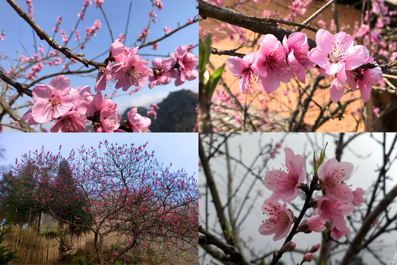 hoa đào (10)
