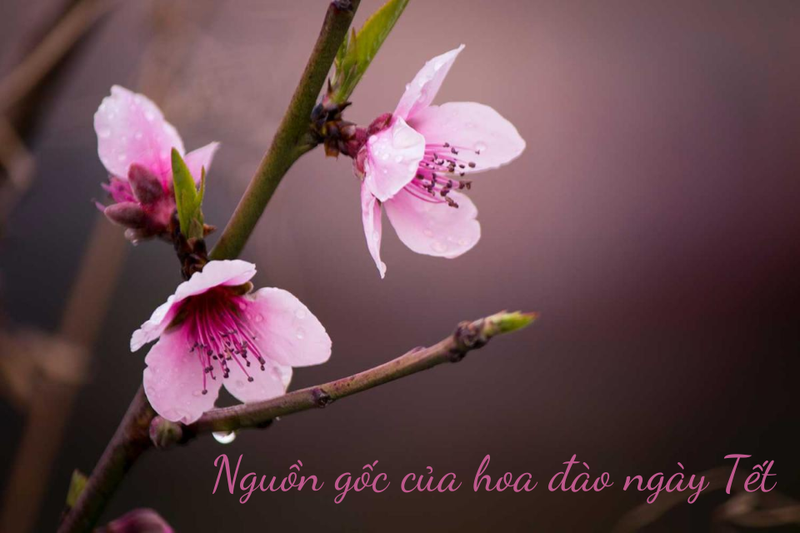 hoa đào (1)