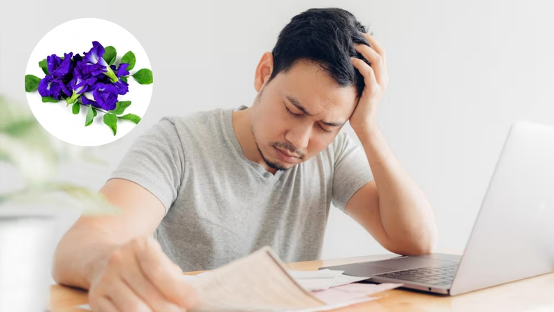 Hoa đậu biếc có khả năng làm dịu hệ thần kinh