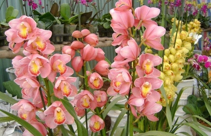 hoa địa lan ảnh 1