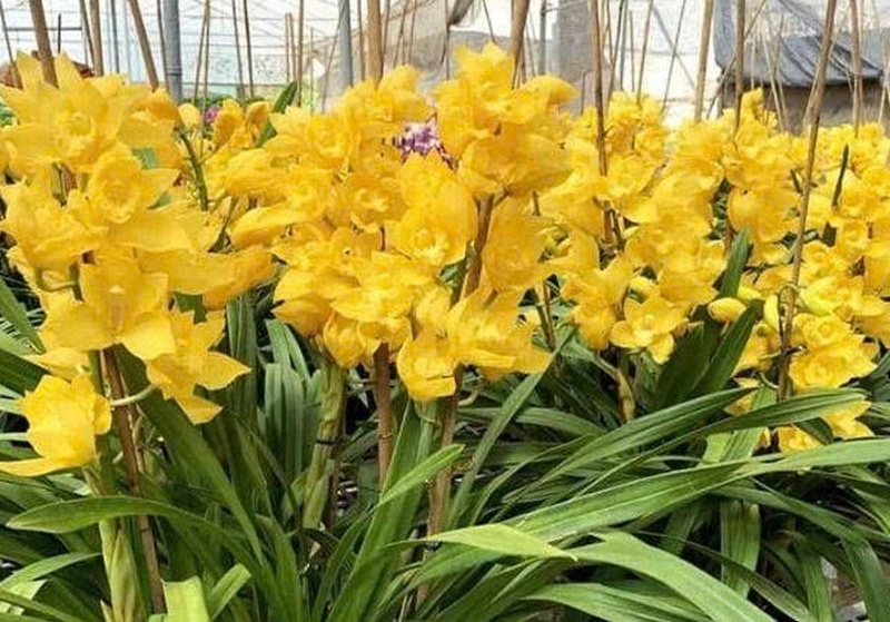 hoa địa lan ảnh 2