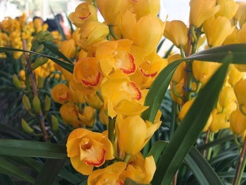 hoa địa lan ảnh 3