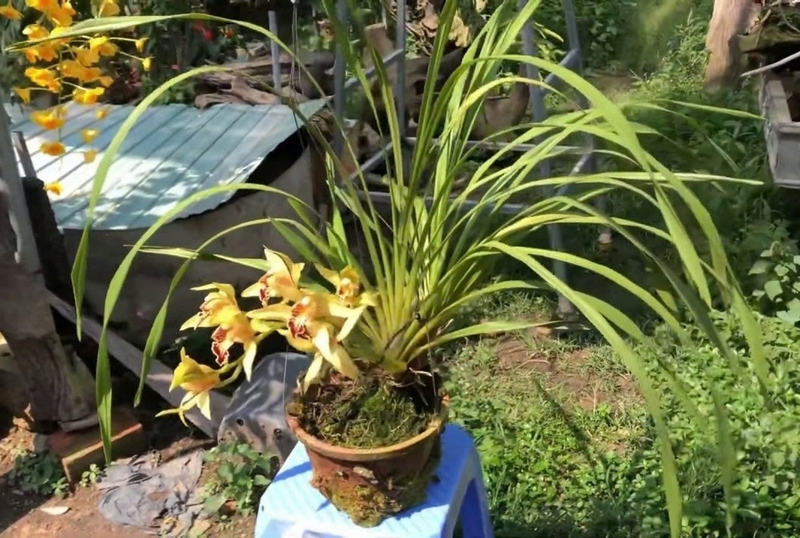 hoa địa lan ảnh 5