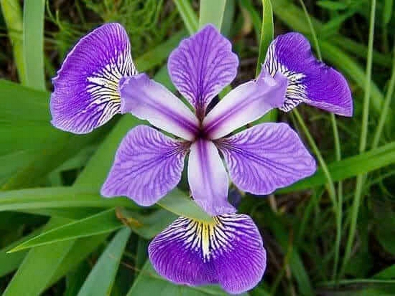 hoa diên vĩ ảnh 2