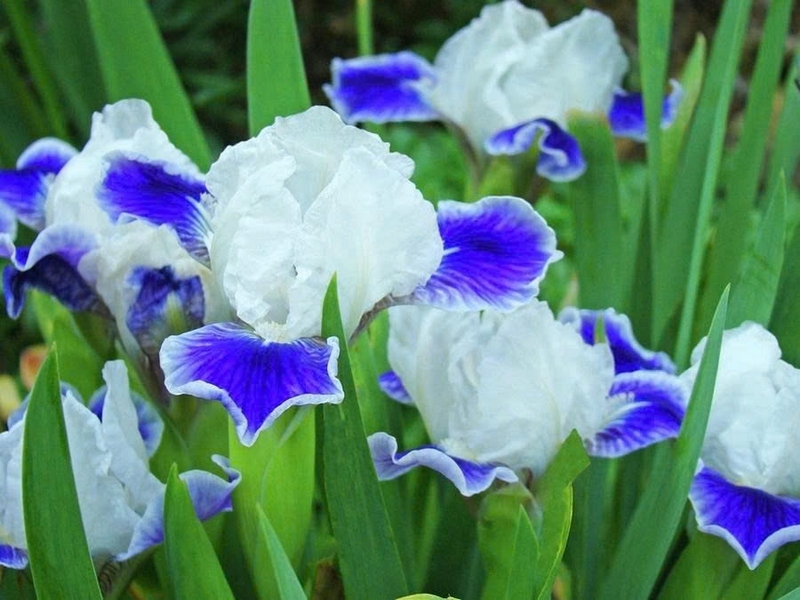 hoa diên vĩ ảnh 3