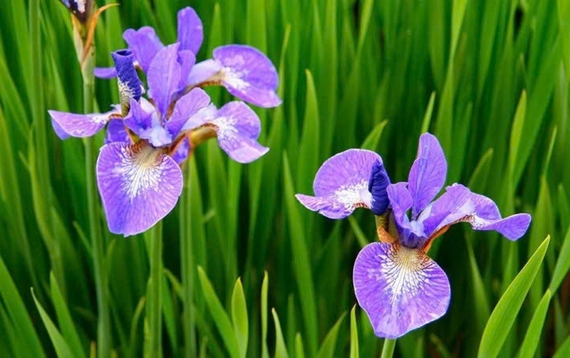 hoa diên vĩ ảnh 4