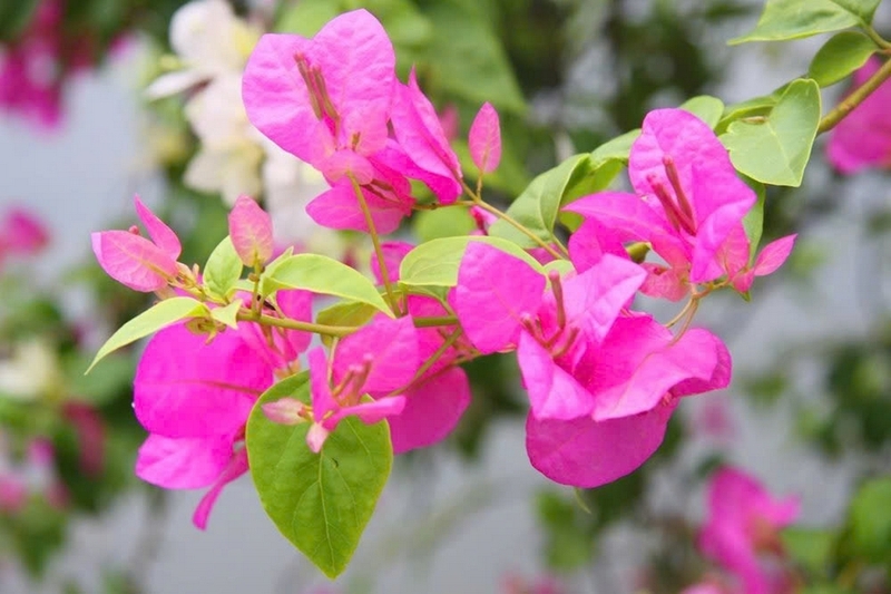 hoa giấy ảnh 2