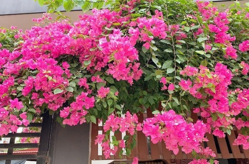hoa giấy ảnh 5