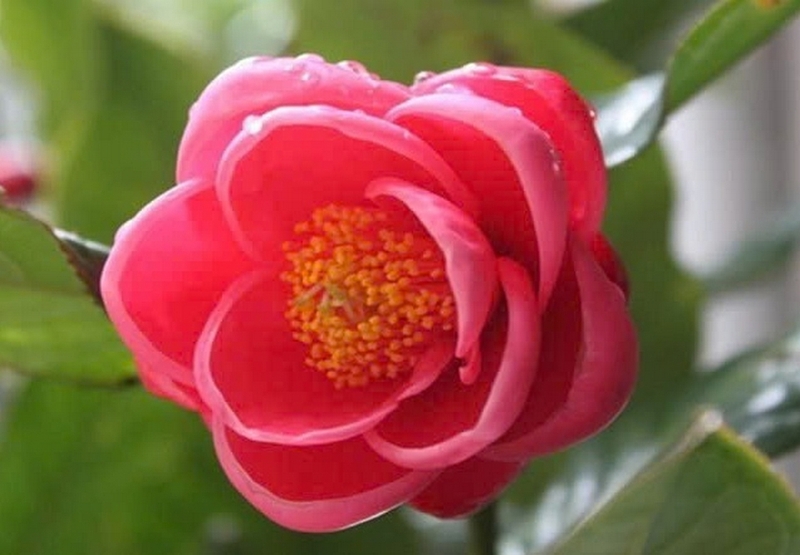 Hoa hải đường ảnh 1