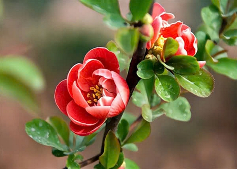 Hoa hải đường ảnh 2