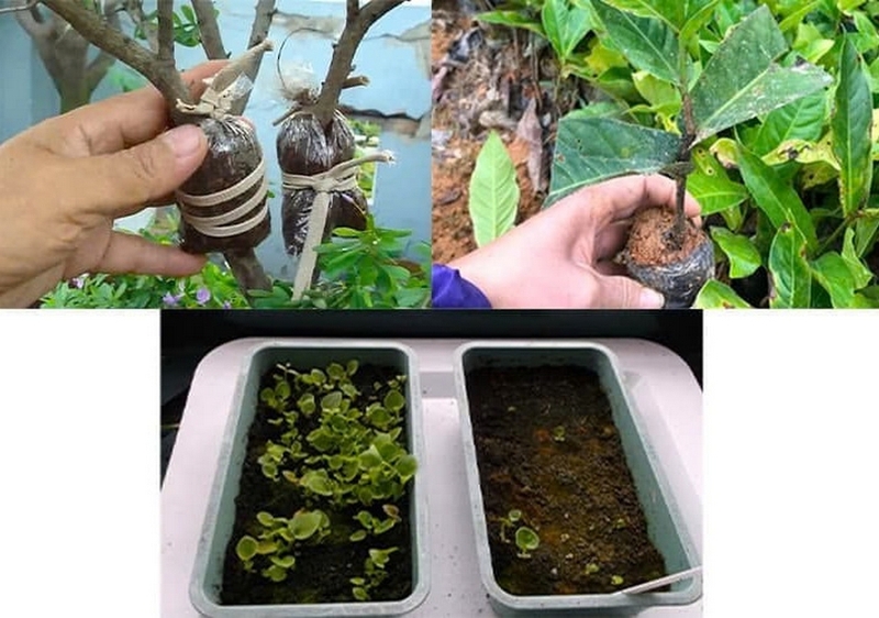 Hoa hải đường ảnh 7