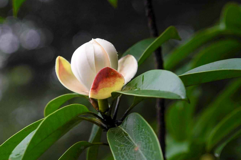 hoa hàm tiếu (1)
