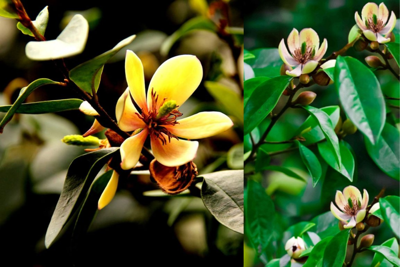 hoa hàm tiếu (2)