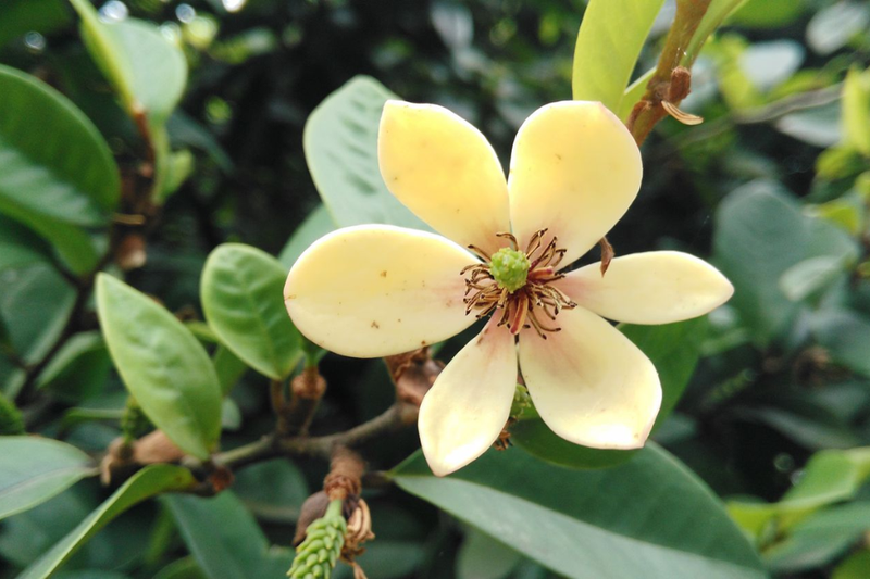 hoa hàm tiếu (4)
