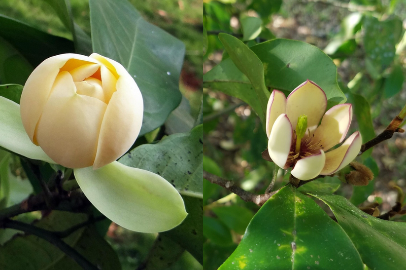 hoa hàm tiếu (6)