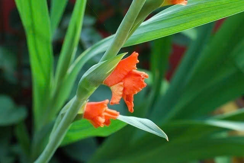 Hoa lay ơn ảnh 2
