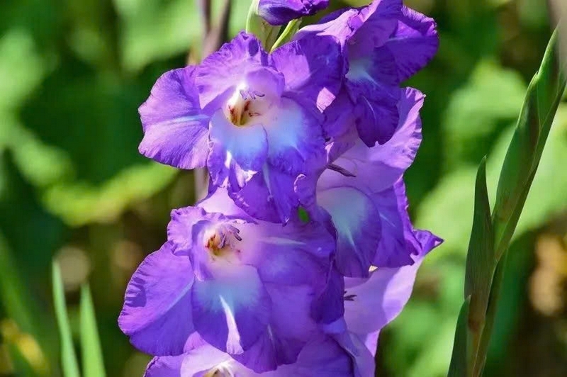 Hoa lay ơn ảnh 4