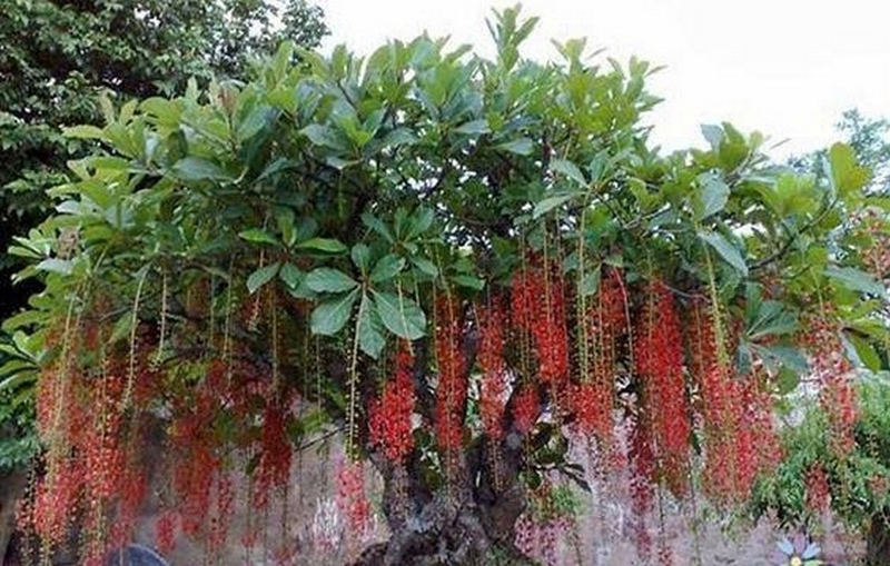 hoa lộc vừng ảnh 1