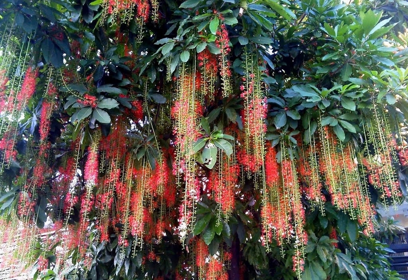 hoa lộc vừng ảnh 2